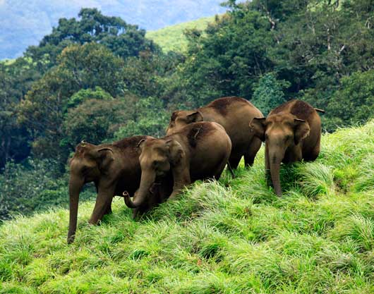 Thekkady Elephants